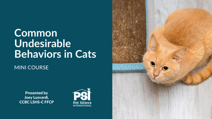 Product image for Mini Course: Common Undesirable Behaviors in Cats