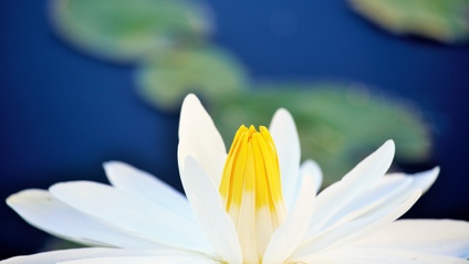 Product image for Beltane Yoga Resources for Teachers