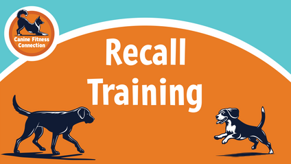 Product image for Ready, Set, Recall!