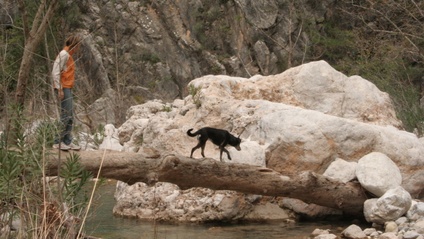 Product image for Sensory Integration for Dogs - Theory