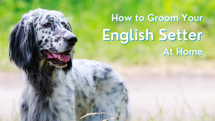 Product image for How to Groom Your English Setter At Home