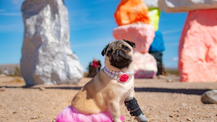 Product image for The Professional Amateur's Pet Photography Course