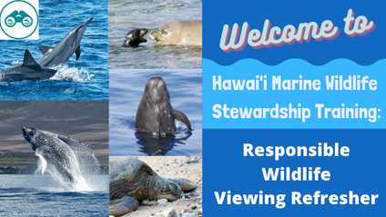 Product image for Hawai'i Marine Wildlife Stewardship Training: Responsible Wildlife Viewing Refresher Course