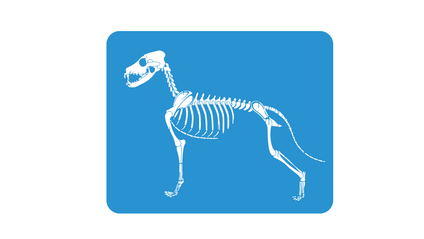 Product image for Introduction to Radiology