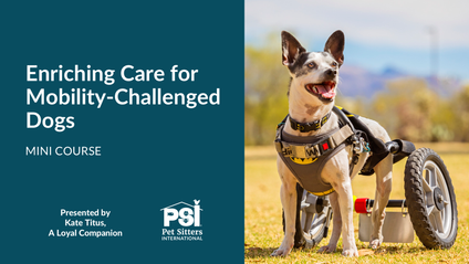 Product image for Mini Course: Enriching Care for Mobility-Challenged Dogs