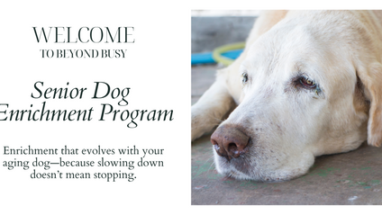 Product image for Senior Dog Enrichment Program 