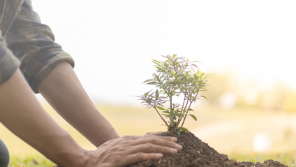 Product image for The Importance of Trees