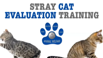 Product image for CABQ Animal Welfare Stray Cat Evaluation Training