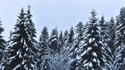 Product image for Return to Your Natural Colours: The Winters (3rd Ed.)