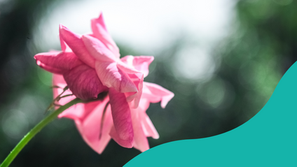 Product image for Applied Certificate in Person Centred Therapy