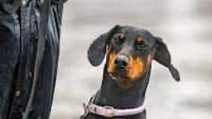 Product image for Dobermann Training & Masterclass Membership 