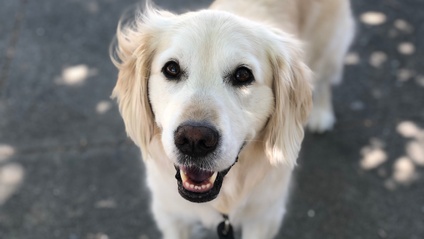 Product image for How Dogs Learn