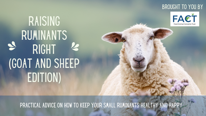 Product image for Raising Ruminants Right (Goat and Sheep Edition)