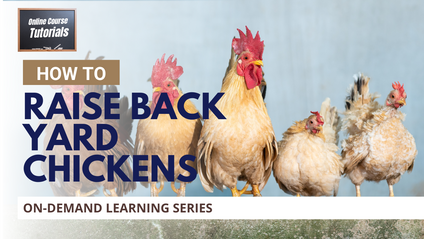 Product image for How To Raise Back Yard Chickens