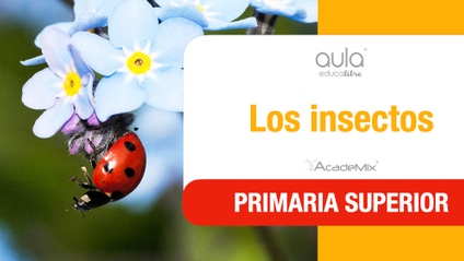 Product image for 5º. 15. Los insectos Aula (Maestro)