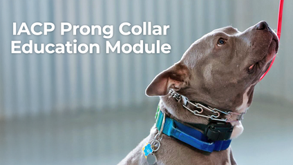 Product image for IACP Prong Collar Education Module