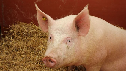 Product image for Swine Farm Spanish