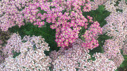 Product image for A Herbal Novena with Yarrow