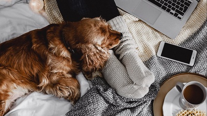 Product image for Før du kjøper deg hund