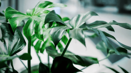 Product image for CULTIVATE Bundle