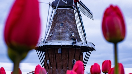 Product image for Hour to Empower - Cultural Spotlight – Dutch Cultural overview, activities