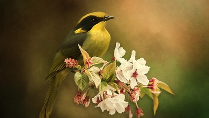 Product image for Honey Eater Mixer Brush Project