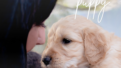 Product image for Raising The Empowered Puppy Sample