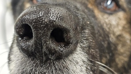 Product image for Så masserar dig  din hund - hemmabruks råd