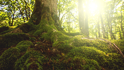 Product image for Webinar: Living a Soulful Life - Grief & Healing
