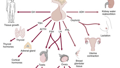 Product image for Rophem Mini Course: Endocrine (Free)