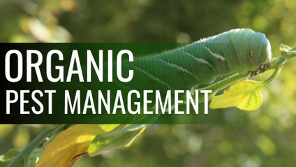 Product image for Organic Pest Management for your Garden