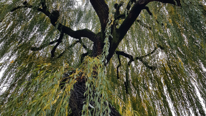 Product image for Myth and Magic of The Trees of Ireland-Willow