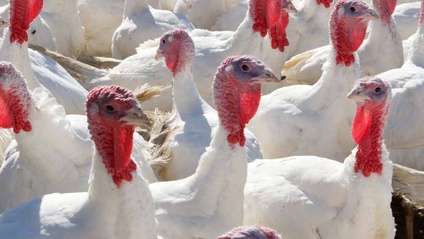 Product image for 2025 Turkey Animal Welfare Training