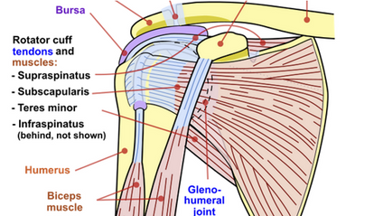 Product image for Rotator Cuff: Anatomy/Physiology, Dysfunction, History/Exam