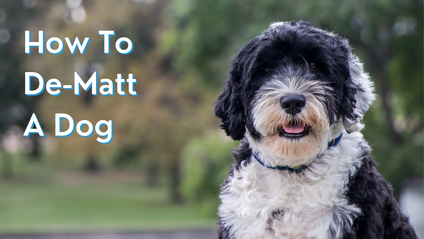 Product image for How to De-Matt a Dog