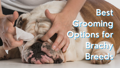 Product image for Best Grooming Options for Brachy Breeds
