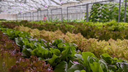 Product image for Plant Physiology of CEA crops