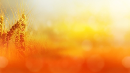 Product image for Lammas Resources for Yoga Teachers
