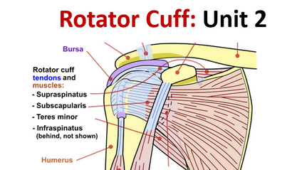 Product image for Rotator Cuff: Examination, Treatments, Home Care