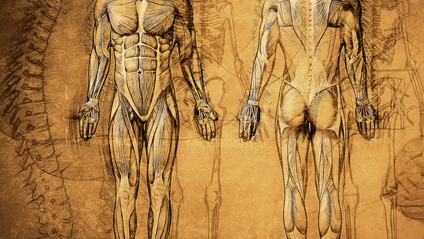 Product image for Anatomy, Physiology and Pathology - online lessons