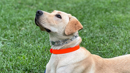 Product image for Prong Collar Knowledge Assessment
