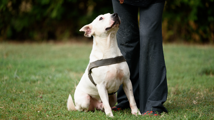 Product image for In-Person Private Dog Training — North Seattle Area