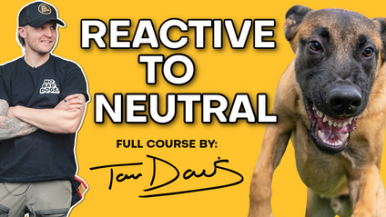 Product image for The Reactive to Neutral Dog