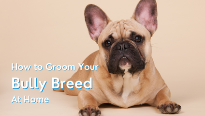 Product image for How to Groom Your Bully Breed At Home