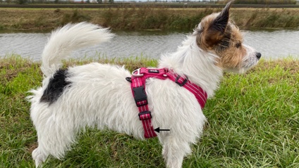 Product image for Choosing & Using a Scentwork Harness