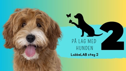 Product image for LabbeLAB - andre steg