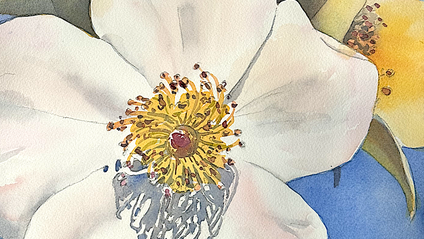 Product image for New! Single Sally Holmes Rose Workshop Replay!