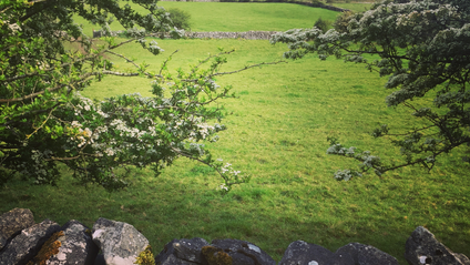 Product image for Myth and Magic of The Trees of Ireland
