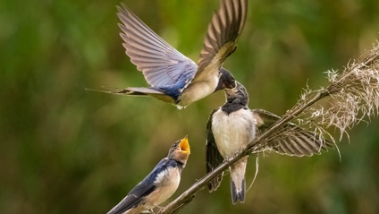Product image for The OM System Wildlife Photography Bundle