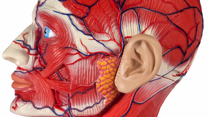 Product image for Focus Awards Level 3 Award in Understanding Human Anatomy and Physiology